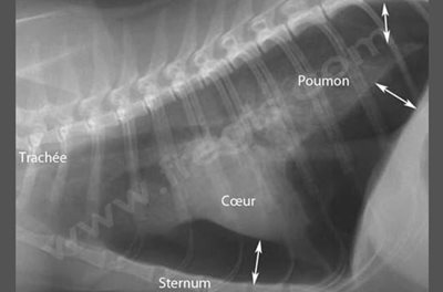 Radiographie du thorax d’un chat tombé du 7ème étage