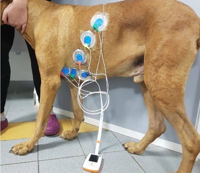 Holter chez le chien : Electrodes mises en place et reliées au boitier