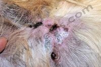 2. Dermatologie du chien : lésion de panniculite nodulaire stérile. (© Dr Vét D Héripret)​