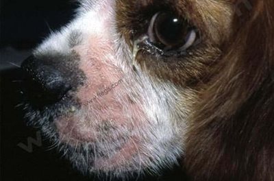 Alopécie des babines chez un chien atteint de démodécie