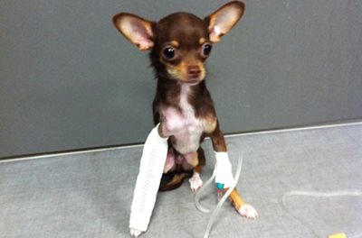Petit chien après la chirurgie, mise en place d’un bandage qui doit rester propre et sec pendant 4 semaines