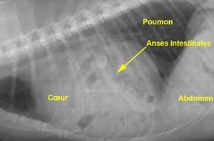Hernie péricardo-diaphragmatique, ici chez un chat. La radiographie montre des anses intestinales passée dans le thorax et se superposant à l’image du cœur.