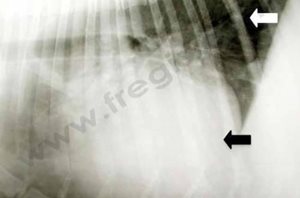 2. Radiographie du thorax d’un chien présentant un épanchement péricardique important. La grande quantité de liquide est responsable d’une très grande augmentation de la silhouette cardiaque (flèche noire) qui prend « toute la place ». Seule une petite zone de poumon normal est visible (flèche blanche)
