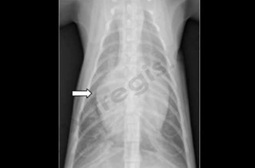 Radiographie du thorax d'un chat atteint de CMH
