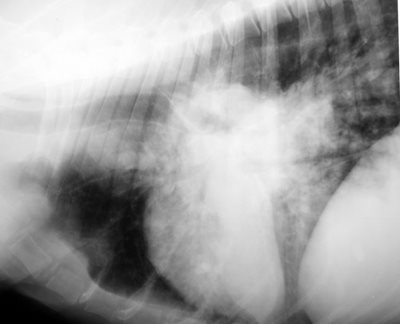 La radiographie est souvent indispensable pour explorer la toux du chien