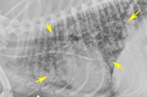 Leptospirose chez le chien : la radio du thorax montre de très nombreuses lésions dues à des hémorragies pulmonaires secondaires
