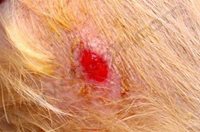 1. Dermatologie du chien : lésion de panniculite nodulaire stérile. (© Dr Vét D Héripret)