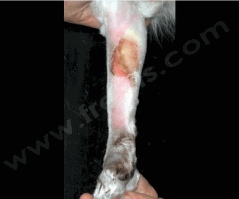 Zones de nécrose cutanée sur la patte d’un chat atteint de thromboembolie.