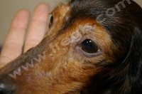 Dans la leishmaniose canine, les lésions cutanées autour des yeux son fréquentes et plus ou moins marquées (photo Dr Héripret – CHV Frégis)