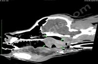 3. Scanner d’une tumeur de la gueule chez un chien. Il s’agit ici d’un mélanome (flèches vertes)