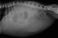 1. Radio de l’estomac d’un chien ayant une rétention gastrique secondaire à une sténose pylorique