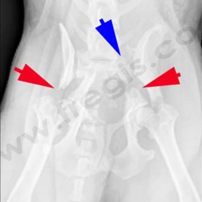 radiographie: Fractures du bassin chez le chien