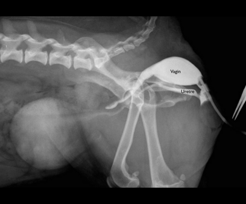 Radiogaphie d’une chienne présentant une incontinence urinaire due à une incompètence du sphincter urétral