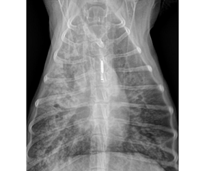 Radiographie pulmonaire de face d’un chien en provenance du Canada et présentant une histoplasmose