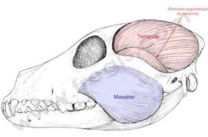 Muscles de la mastication chez le chien. Ils peuvent être atteint par différentes formes de myosite