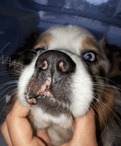 Morsure chez le chien: Réagir face à une blessure