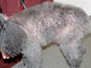 Alopécie X (dermatose répondant à l’hormone de croissance) après traitement chez un chien Caniche mâle.