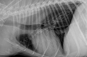 radiographie du thorax montrant la présence d’un mégaoesophage