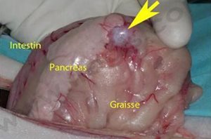 Chirurgie du pancréas sur un chien Labrador présentant un insulinome pancréatique. La tumeur se présente ici sous la forme d’un petit nodule (flèche)