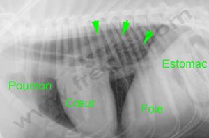 2. Radiographie du thorax d’un chien atteint d’un megaœsophage