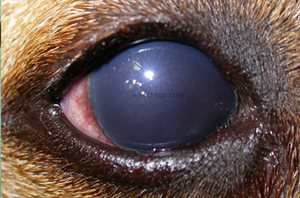mélanome uvéal compliqué d’un glaucome chez un chien de 6 ans
