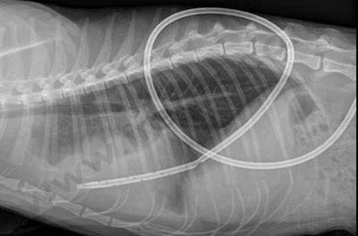 Mise en place d'un drain thoracique chez un chat : cela permet de soulager l'animal en attendant la chirurgie