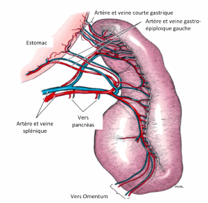 Anatomie de la cavité abdominale et vascularisation de la rate du chien