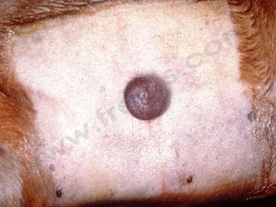Mastocytome chez un chien, avant la chirurgie