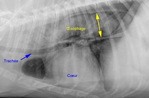 Chien atteint d’une myasthenia gravis. La radiographie montre une dilatation très anormale de l’œsophage