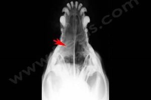 Radiographie d’un chien présentant une tumeur unilatérale des cavités nasales.