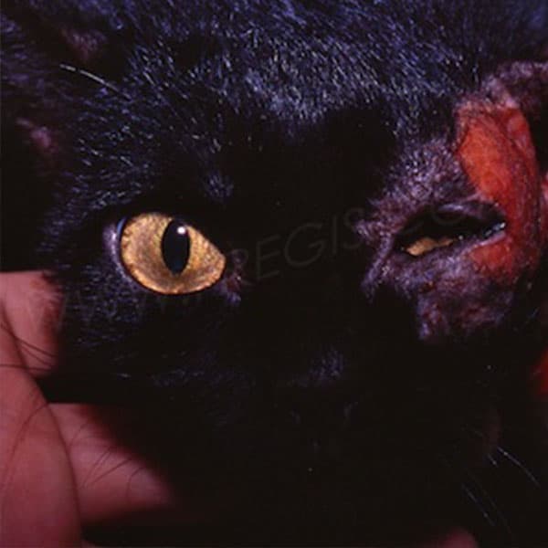 Intoxication au gui chez le chat