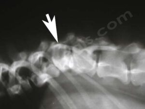 Radiographie de la colonne vertébrale d'un Bouledogue Français
