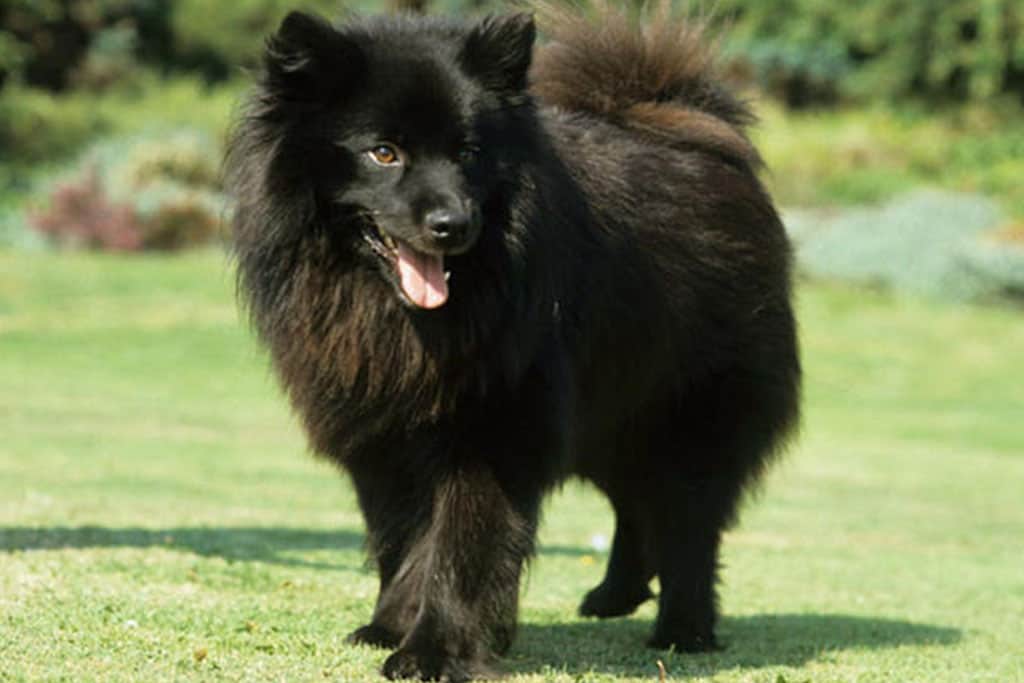 Amyotrophie médulaire du chien