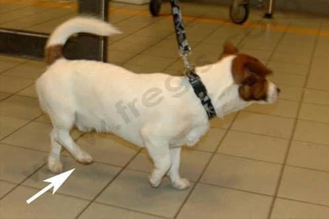 Abiotrophie chez le chien
