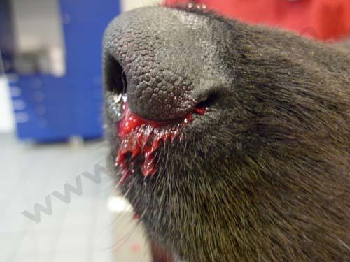 Intoxication au ricin chez le chien