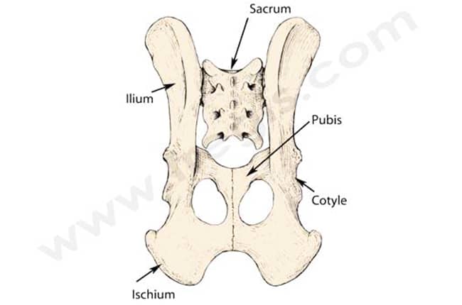 Fractures du bassin chez le chien
