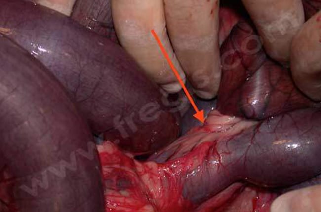Volvulus intestinal (ou volvulus mésentérique) chez le chien