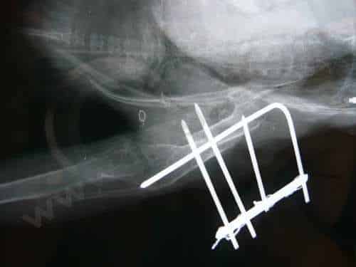 Mon oiseau a une fracture
