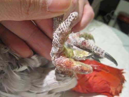 Mon oiseau a une fracture