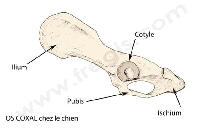 Fractures du bassin chez le chien