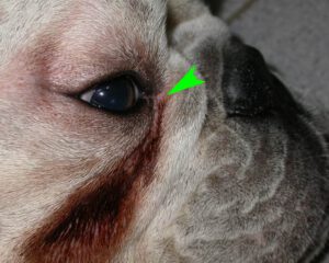 Entropion paupiere interne chez un Bulldog anglais