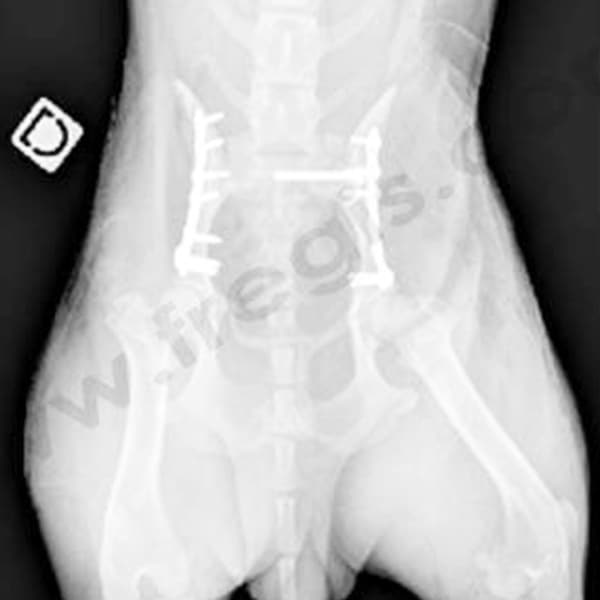 Fractures du bassin chez le chien