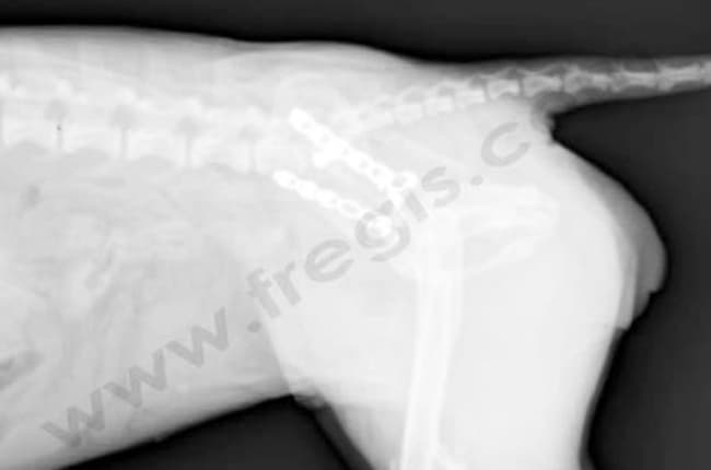 Fractures du bassin chez le chien
