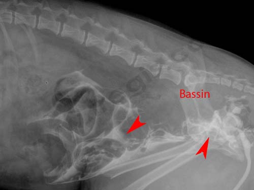 Mon chien s'est fait accidenter