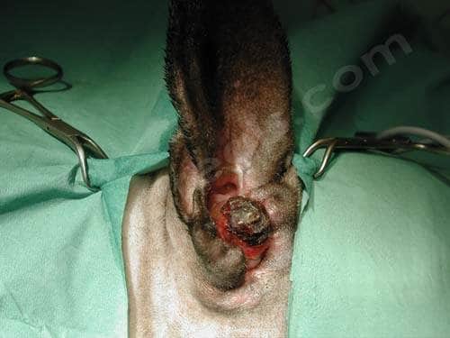 Ablation du conduit auditif chez le chien