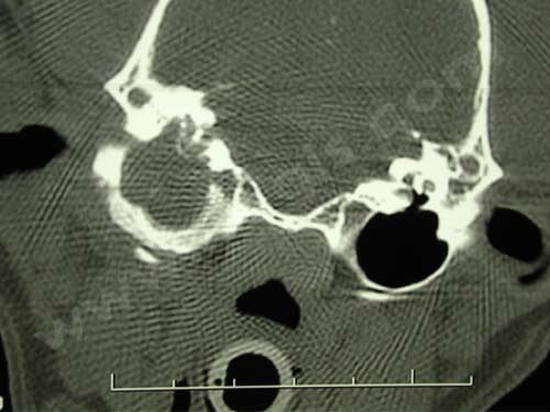 Ablation du conduit auditif chez le chien