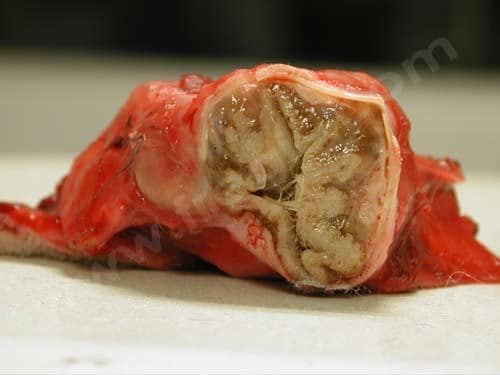 Ablation du conduit auditif chez le chien