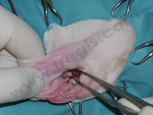 Ablation du ConduitA uditif chez le chat