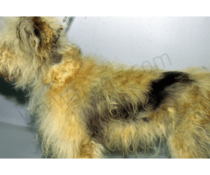 Dysplasie folliculaire cyclique (alopécie cyclique des flancs) chez un chien à poils longs. 
