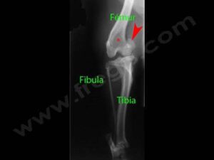 Akita Inu radiographie du genou après luxation de rotule